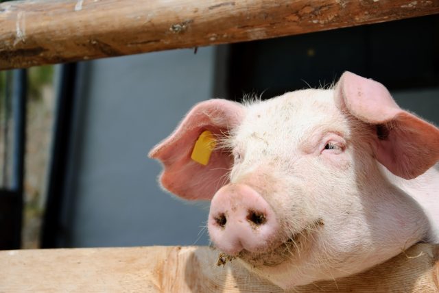 schweinepest-in-brandenburg:-kleinsthaltung-von-schweinen-soll-aufgegeben-werden