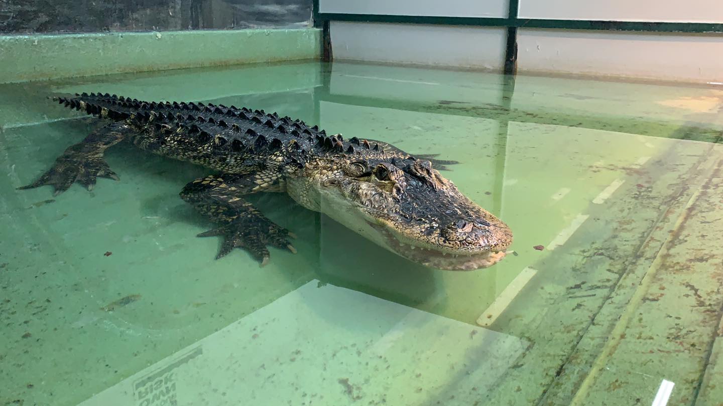 alligator-bites-handler-at-utah-sanctuary,-as-guests-jump-in-to-help