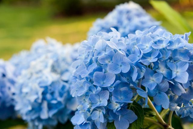 blaue-hortensie-–-von-rainer-maria-rilke
