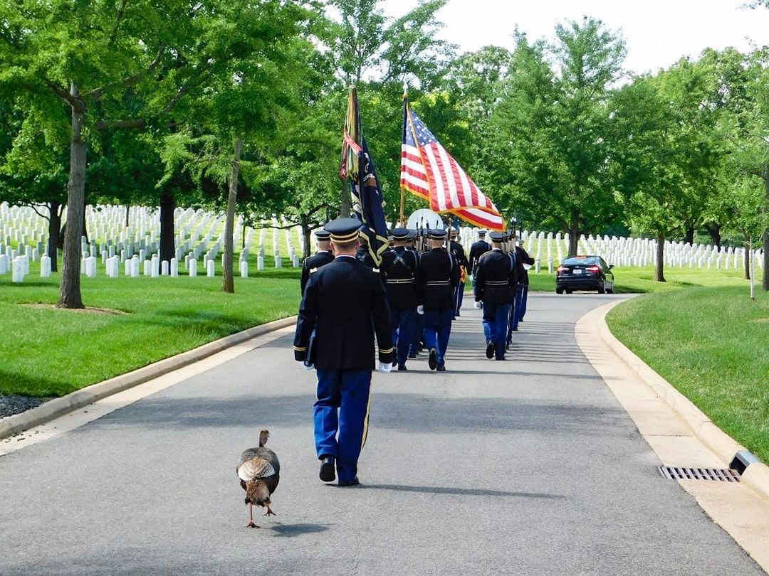 wild-turkey-joins-funeral-procession-at-arlington-national-cemetery