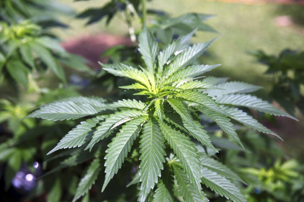 oregon-growth-site-has-12k-marijuana-plants-and-3k-pounds-of-pot-seized