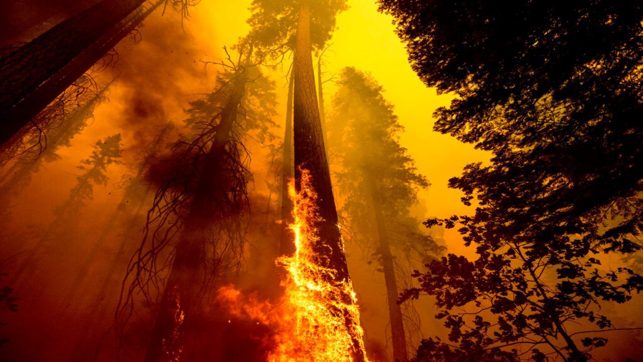 environmentalists-are-blocking-forest-management-methods-saving-iconic-sequoias-amid-yosemite-wildfire