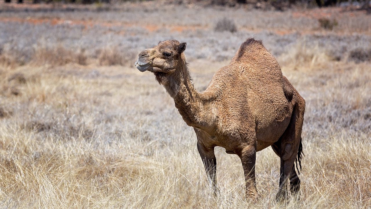 minnesota-zoo-worker-hospitalized-after-camel-bites-head,-drags-him