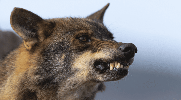 wolfsproblem:-fpoe-mut-politiker-fordert-wolfsmanagement-zum-schutz-der-menschen