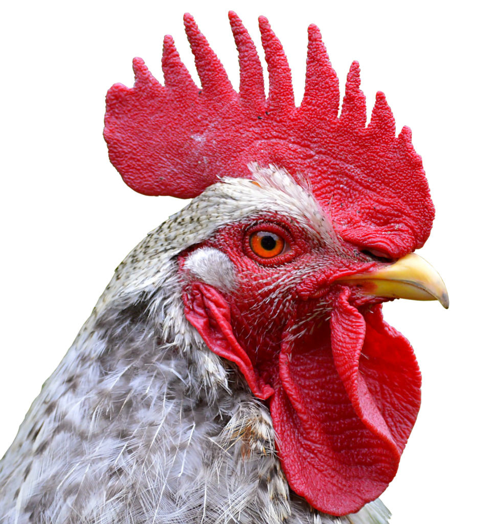 ebrahim-patel-faces-economic-reality-over-chicken-prices