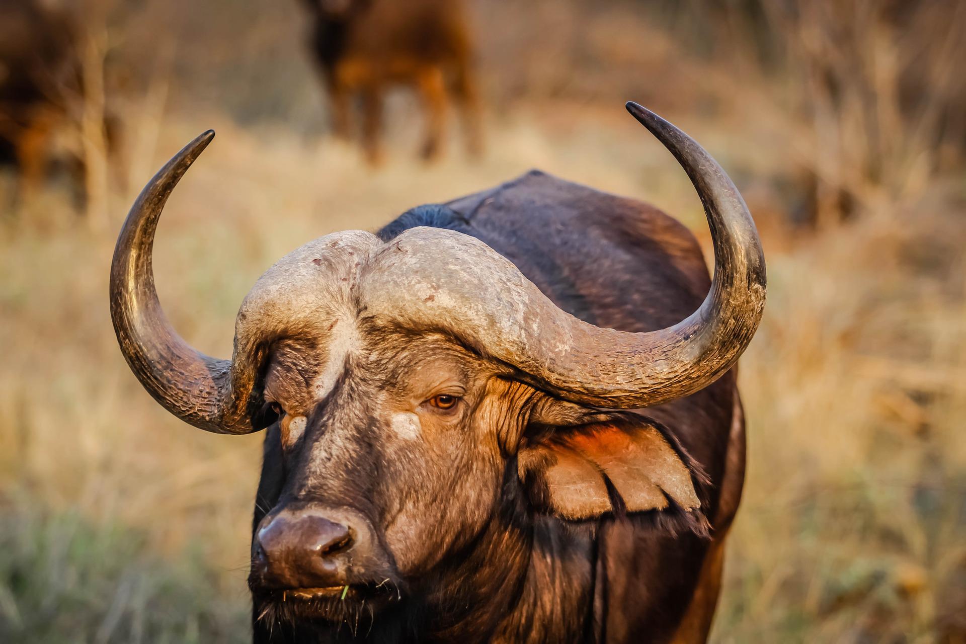 even-the-aged-buffalo-has-horns:-understanding-the-stubborn-and-formidable-strength-of-the-anc