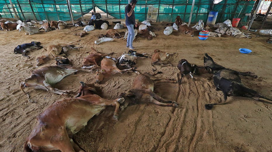 virus-kills-100k-cows-and-buffaloes-in-india,-livelihoods-threatened