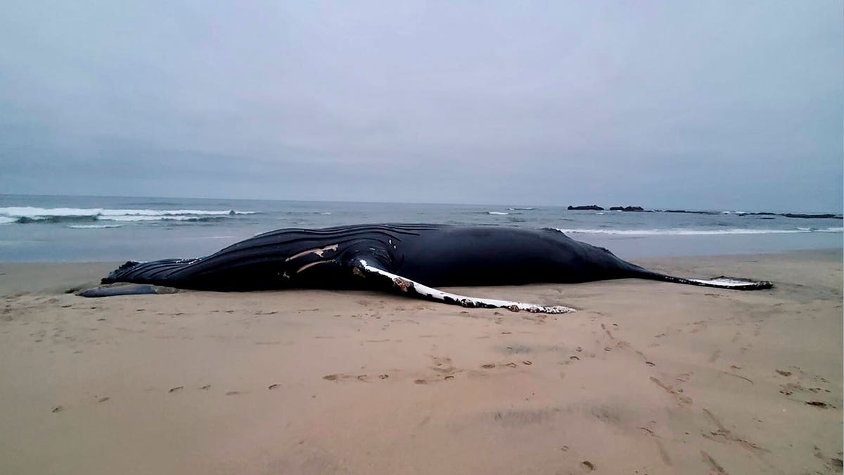 calls-mount-to-stop-offshore-wind-project-as-more-whales-wash-up-dead:-‚need-to-take-a-very-hard-look-at-this‘