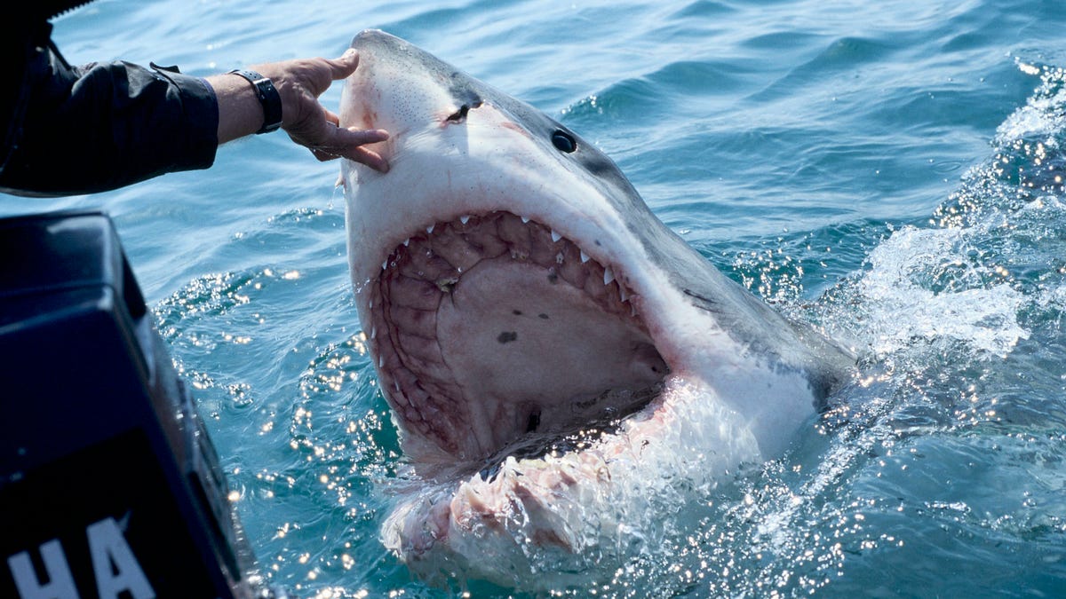 great-white-shark-decapitates-mexican-diver-marking-first-fatal-shark-attack-of-2023:-report