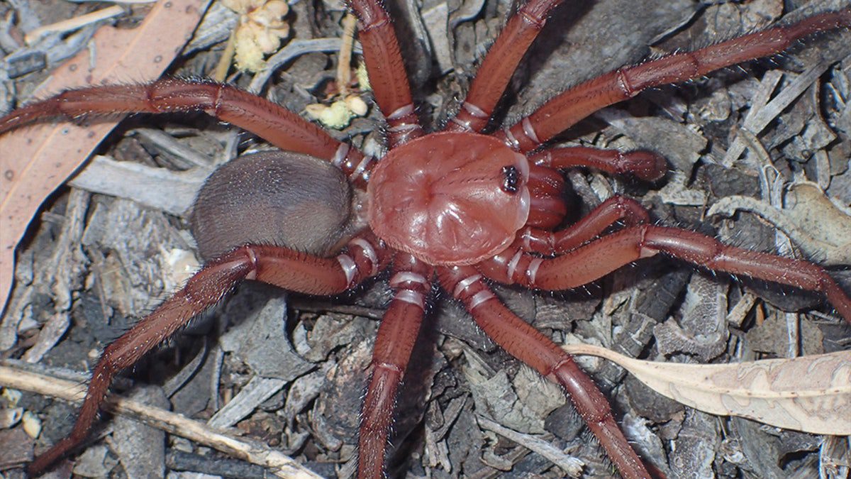 australia’s-newest-‚giant‘-and-endangered-spider-found-in-queensland