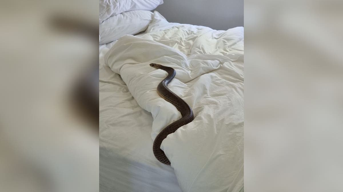 woman-finds-6-foot-long-deadly-snake-‚lying-in-bed-looking-at-me‘