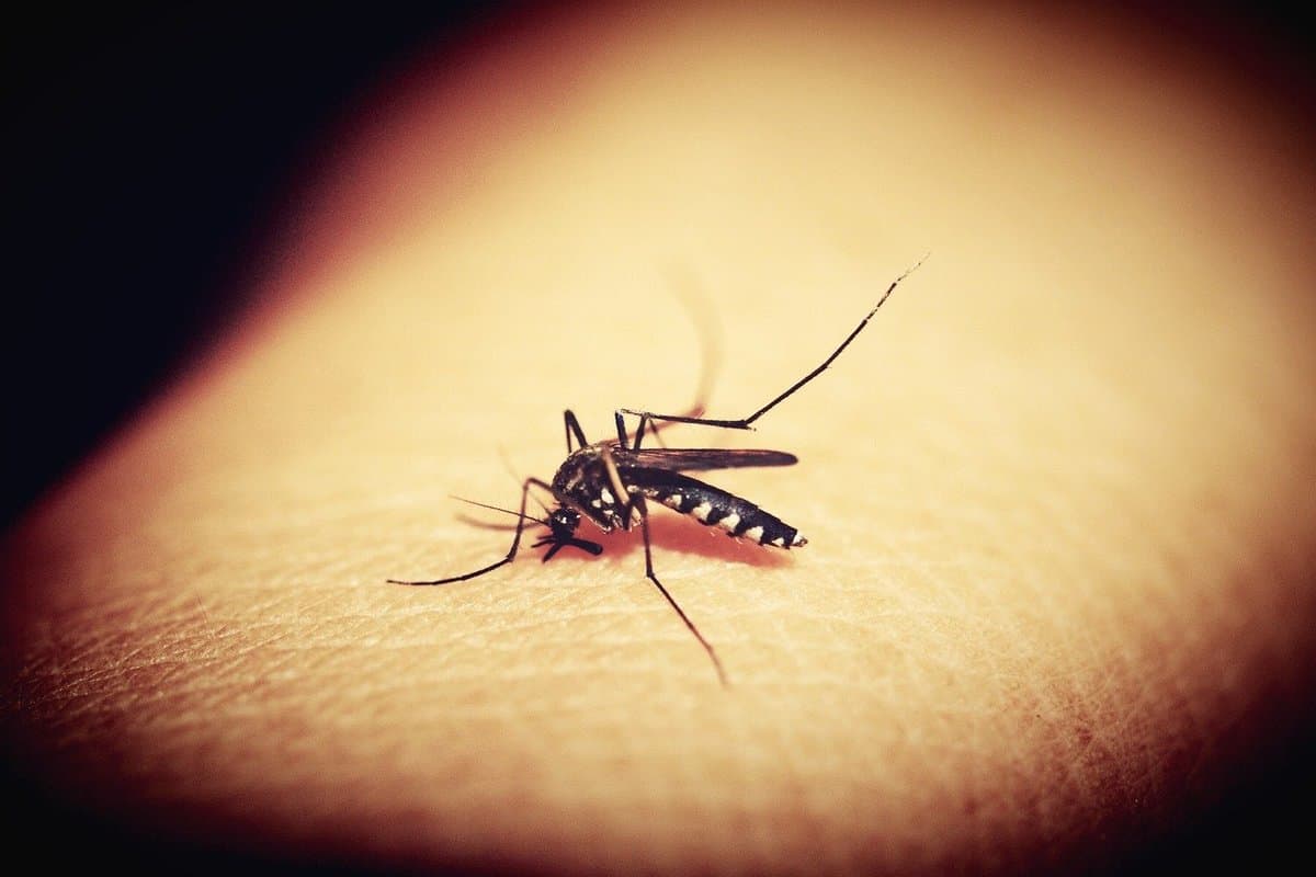 who-wissenschaftler-sagt,-dass-steigende-temperaturen-zu-einem-anstieg-der-dengue-faelle-in-den-usa-und-europa-fuehren-werden