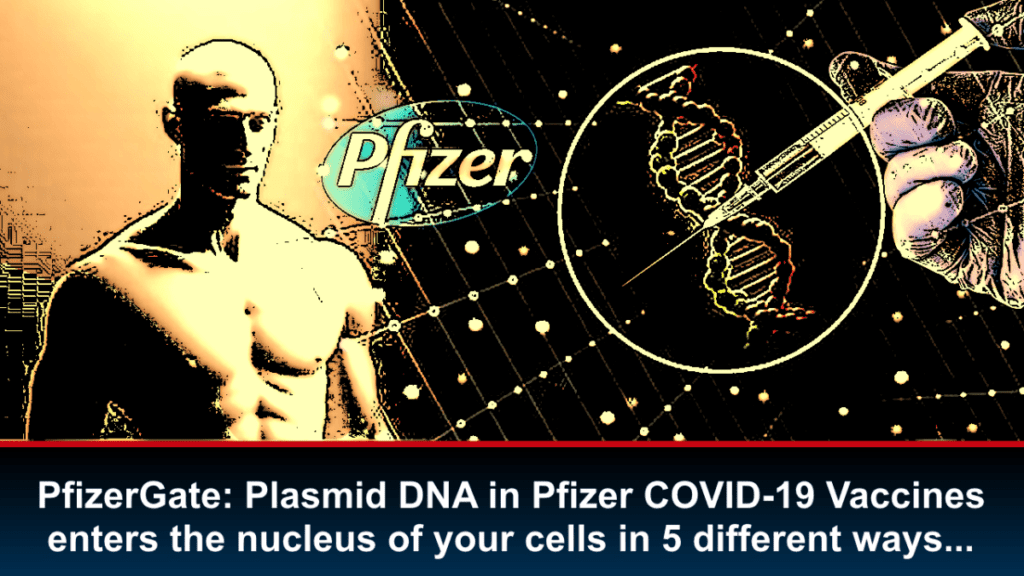 pfizergate:-plasmid-dna-in-pfizer-covid-19-impfstoffen-gelangt-auf-5-verschiedene-arten-in-den-zellkern-ihrer-zellen