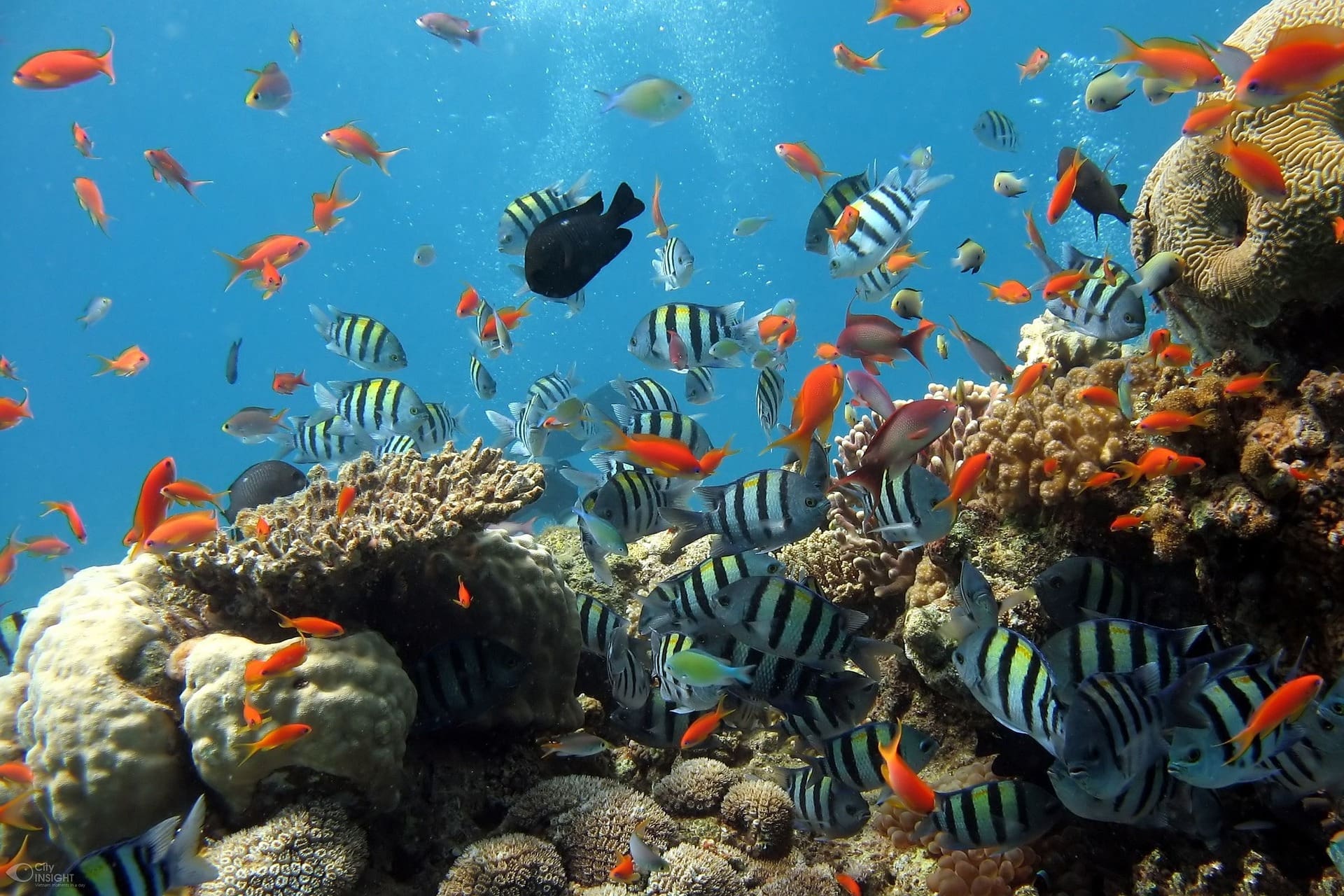 anstieg-der-korallenpopulation-im-great-barrier-reef-vor-der-kueste-australiens-erreicht-rekordniveau