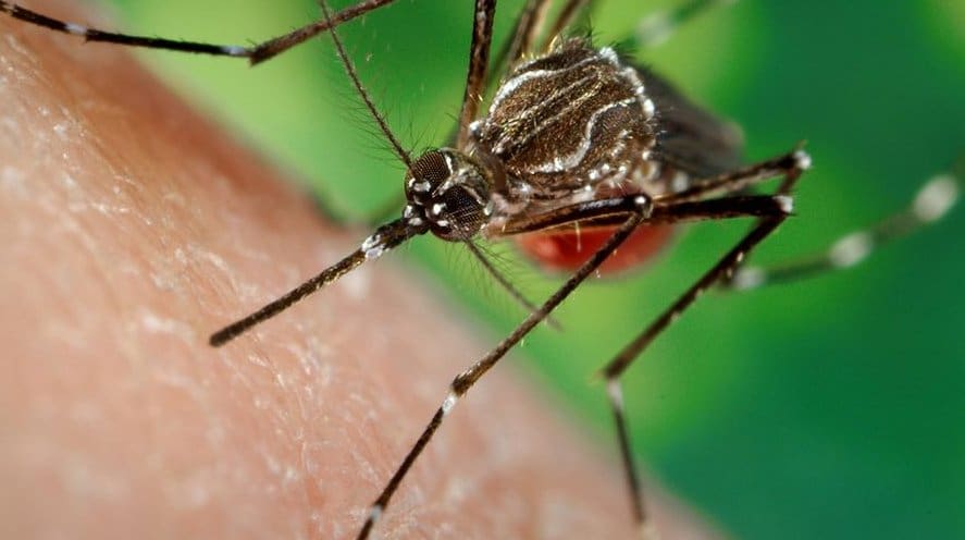 britische-gesundheitssicherheitsbehoerde-inszeniert-fiktiven-anstieg-von-5°c-in-80-jahren,-um-alarm-ueber-dengue-fieber-plage-in-london-zu-verbreiten