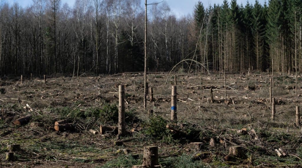 deutschland-beginnt-mit-der-abholzung-von-120.000-baeumen-im-„maerchenwald“,-um-platz-fuer-windturbinen-zu-schaffen
